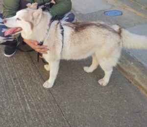 Perro husky de pelaje blanco y marrón en la calle